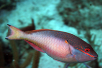 Redband Parrotfish, terminal phase, color variant