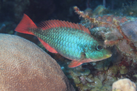 Redband Parrotfish, initial phase without spot rostral to tail