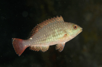 Redband Parrotfish, initial phase with spot rostral to tail