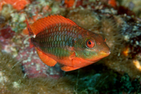 Redband Parrotfish, initial phase with spot rostral to tail