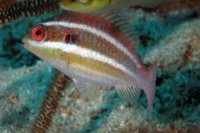 Redband Parrotfish, juvenile form