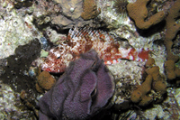 Redband Parrotfish, sleeping colors