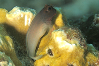 Redlip Blenny