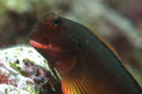 Redlip Blenny