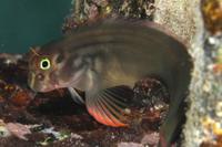 Redlip Blenny, with variant color pattern on head