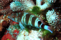 Redspotted Hawkfish