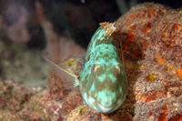 Redtail Parrotfish