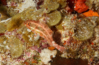 Redtail Parrotfish, Initial Phase