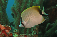 Reef Butterflyfish