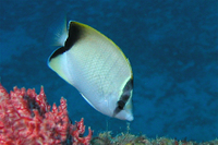 Reef Butterflyfish
