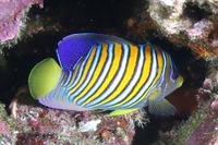 Regal Angelfish