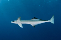 Remora