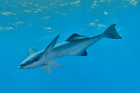 Remora