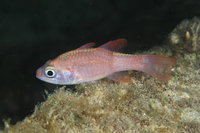 Roughlip Cardinalfish