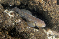 Round Goby