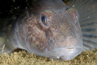 Round Goby