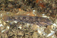 Round Goby