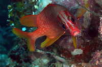 Sabre (Longjaw) Squirrelfish