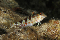 Saddled Blenny