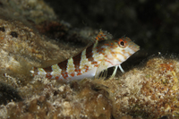 Saddled Blenny