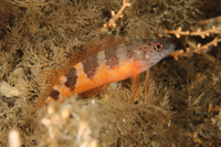 Saddled Blenny, color variant