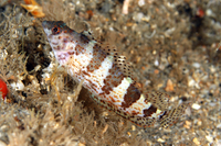 Saddled Blenny, color variant