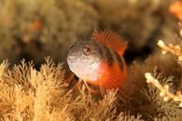 Saddled Blenny