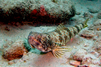 Sand Diver