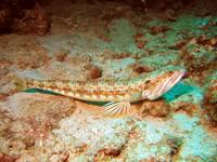 Sand Diver