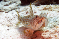 Sand Diver