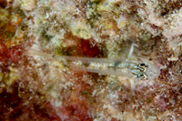 Sand Goby