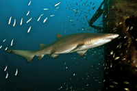 Sand Tiger Shark