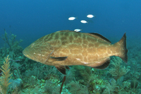 Black Grouper