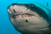 Sand Tiger Shark