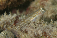 Sand-Canyon Goby
