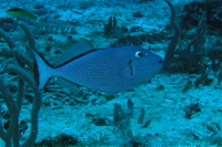 Sargassum Triggerfish