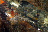 Scalyhead Sculpin