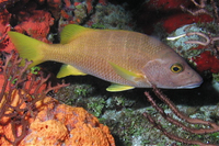 Schoolmaster Snapper