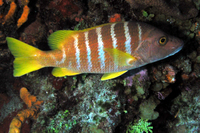 Schoolmaster Snapper, juvenile form