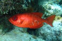 Atlantic Bigeye