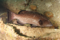 Black Grouper