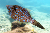 Scrawled Filefish