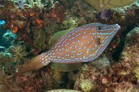 Scrawled Filefish