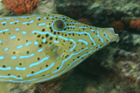 Scrawled Filefish