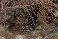 Black Grouper, color variant