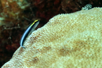 Sharknose Goby