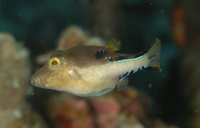 Sharpnose Puffer