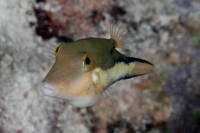 Sharpnose Puffer