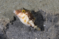 Sharpnose Puffer - night time markings