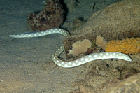 Sharptail Eel